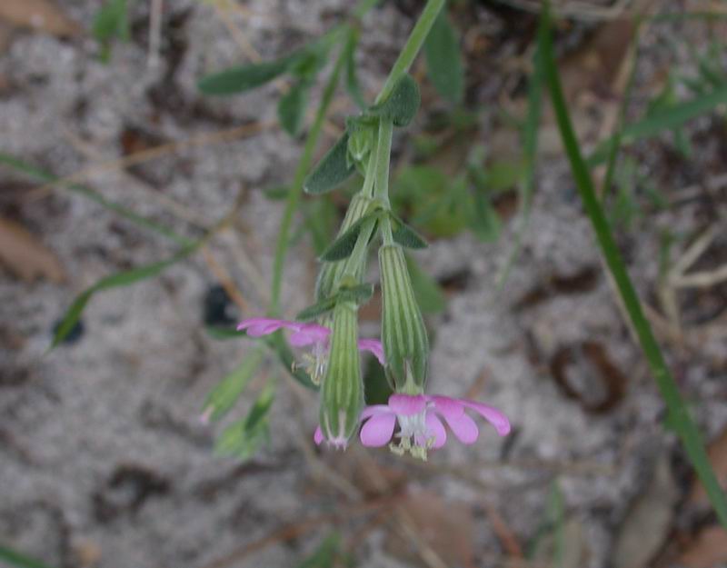 Silene colorata / Silene colorata